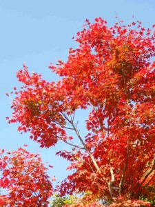 momiji20181108 momiji